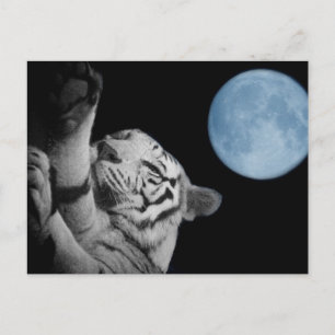 Sleepy Tiger Postcard