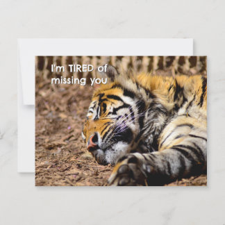Sleepy Tiger Postcard
