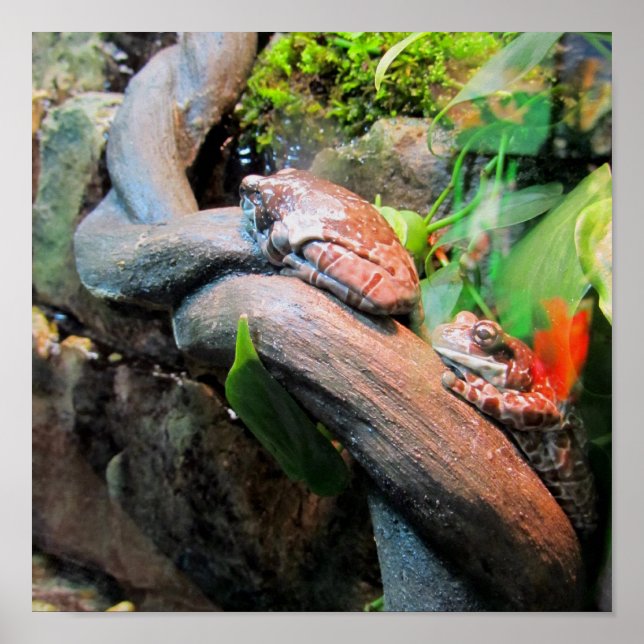 Sleepy Tree Frogs Poster (Front)