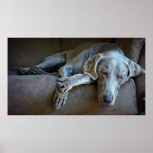Sleepy Weimaraner Poster