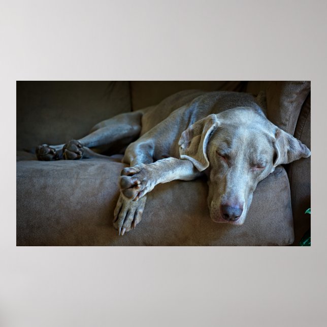 Sleepy Weimaraner Poster (Front)