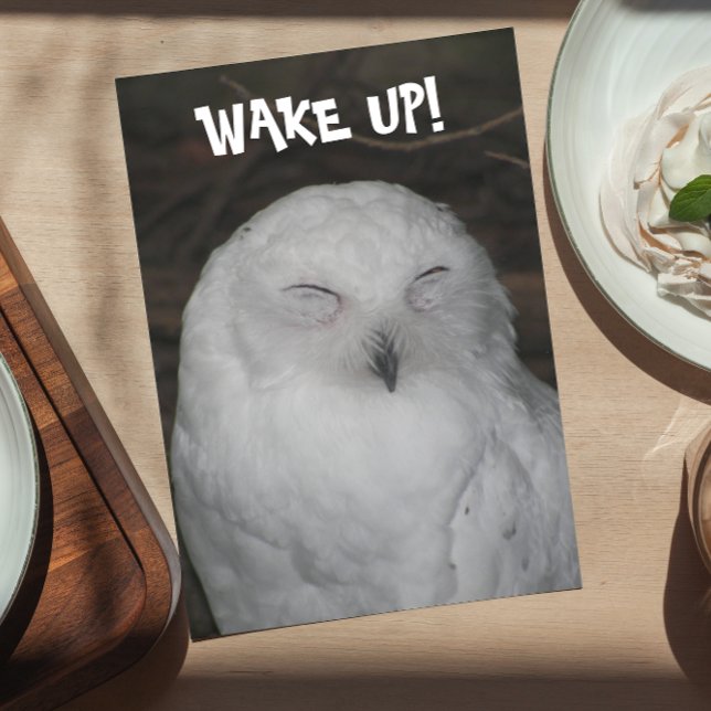 Sleepy White Owl Funny Birthday Card (In Situ)