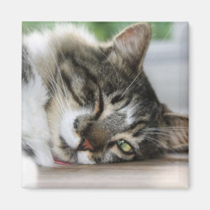 Sleepy Zorro Magnet