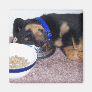 sleepyhead rottweiler. magnet