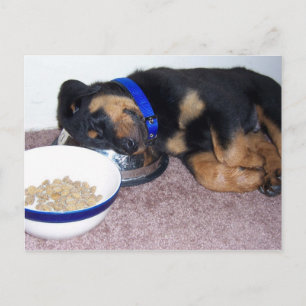 sleepyhead rottweiler. postcard