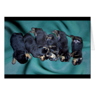 sleepyhead rottweiler puppies