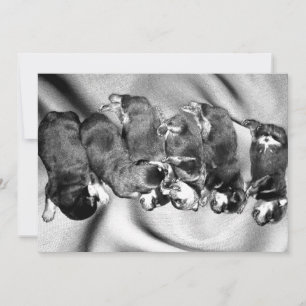 sleepyhead rottweiler puppies invitation