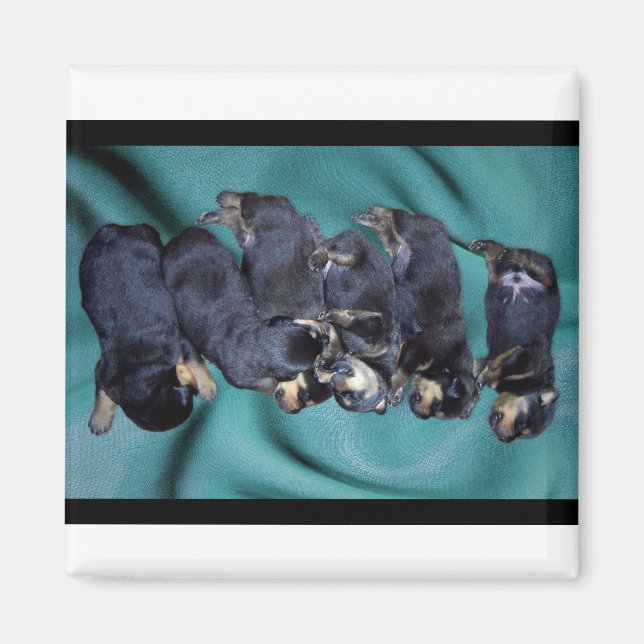sleepyhead rottweiler puppies magnet (Front)