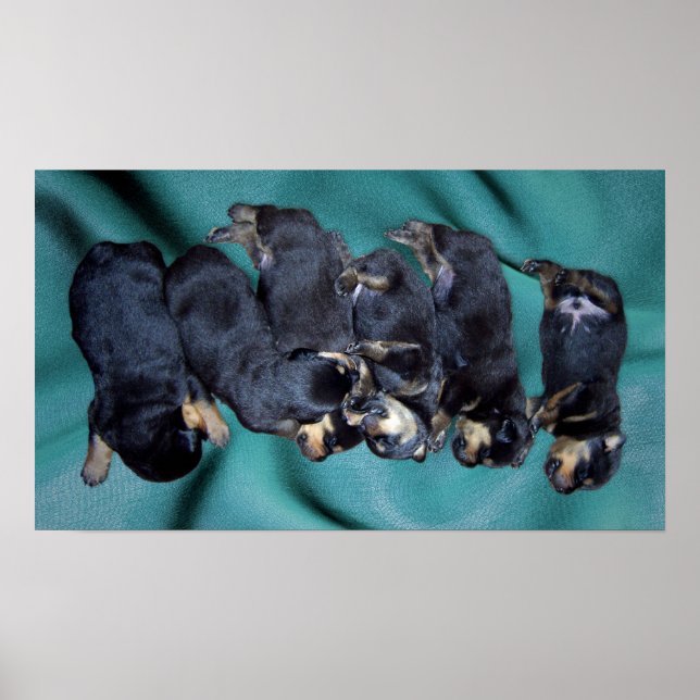 sleepyhead rottweiler puppies poster (Front)