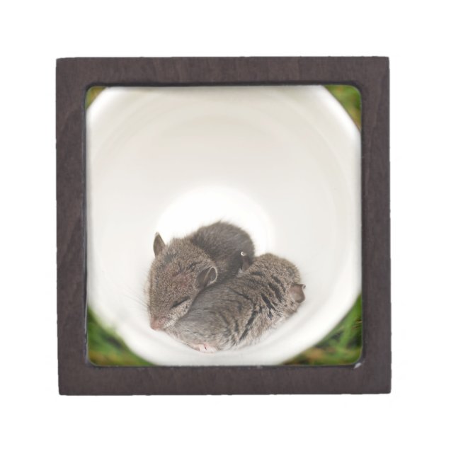 Sleepytime Baby Mice in Teacup Keepsake Box (Front)