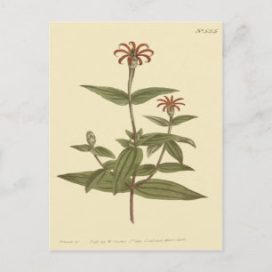 Slender Flowered Red Zinnia Illustration Postcard