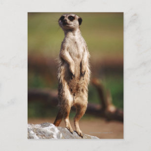 slender-tailed meerkat postcard