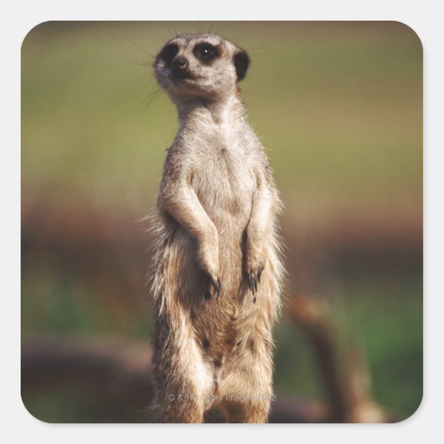 slender-tailed meerkat square sticker (Front)