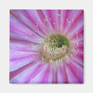 Slice of flatty cake magnet