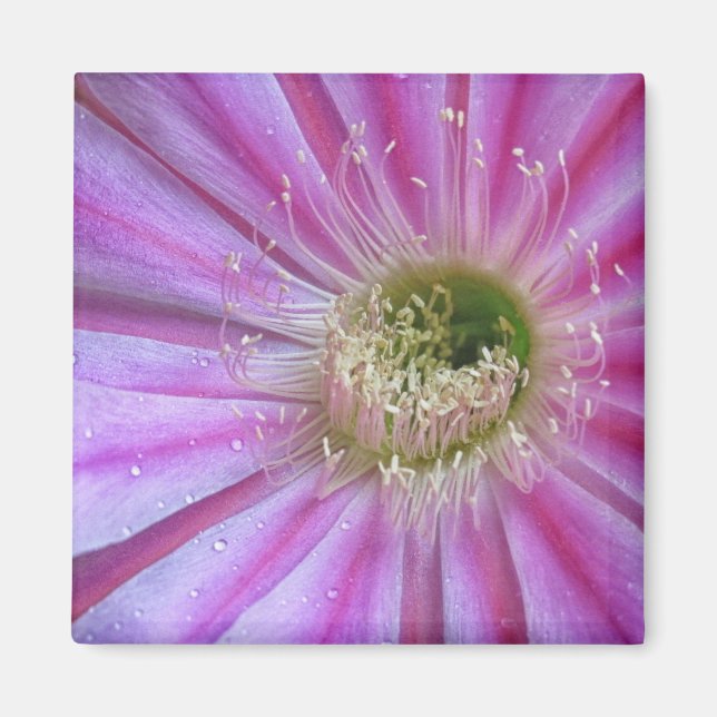 Slice of flatty cake magnet (Front)