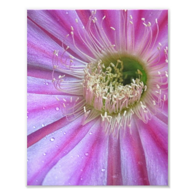 Slice of flatty cake photo print (Front)