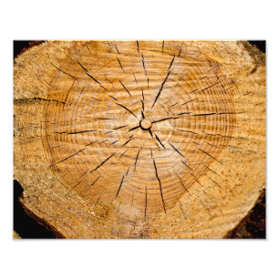 Slice of Life Photo Print