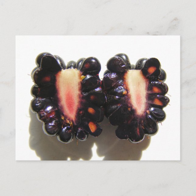 Sliced Blackberry ~ postcard (Front)