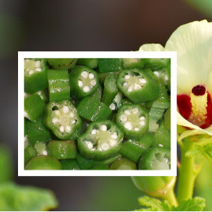 Sliced Okra Postcard