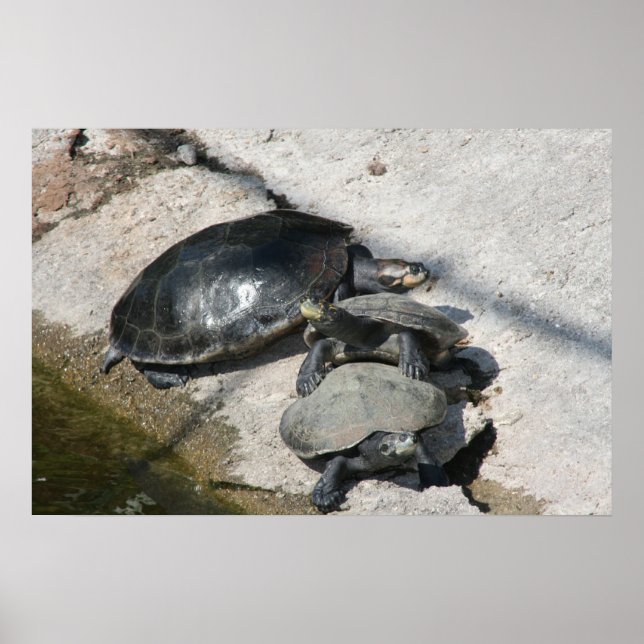 Slider turtles in a row photo poster (Front)