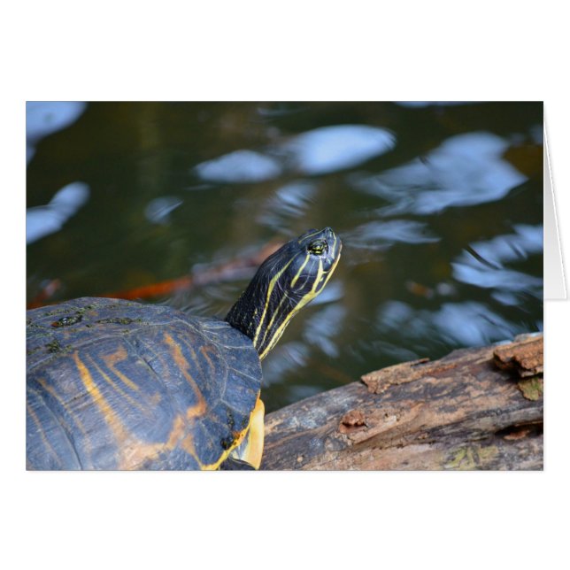 slider water turtle head out of shell (Front Horizontal)