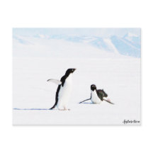 Sliding Adelie Penguin and Friend