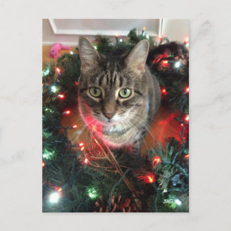 Slim Kitty Holiday Wreath