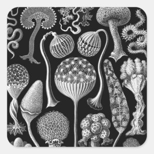 Slime Molds in Black and White Square Sticker