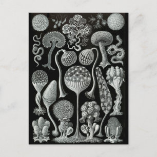Slime Moulds Postcard