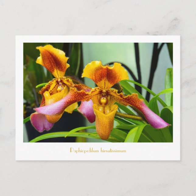 Slipper Orchid Paphiopedilum hirsutissimum Postcard (Front)