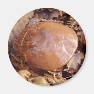 Slippery Jack Mushroom Magnet