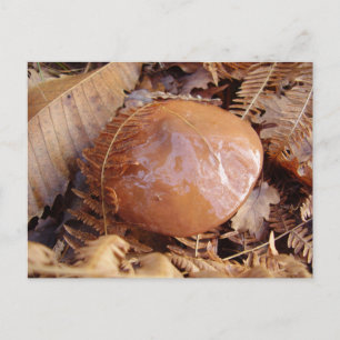 Slippery Jack Mushroom Postcard