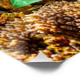 SlipperyJoe's Fish Pride tropical green blue purpl Poster