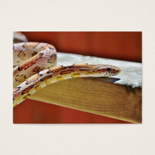Slithering Red Corn Snake