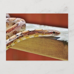 Slithering Red Corn Snake Postcard