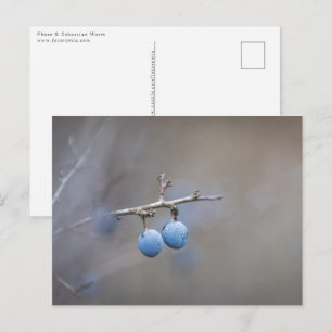 Sloe Berries Nature Photo Postcard