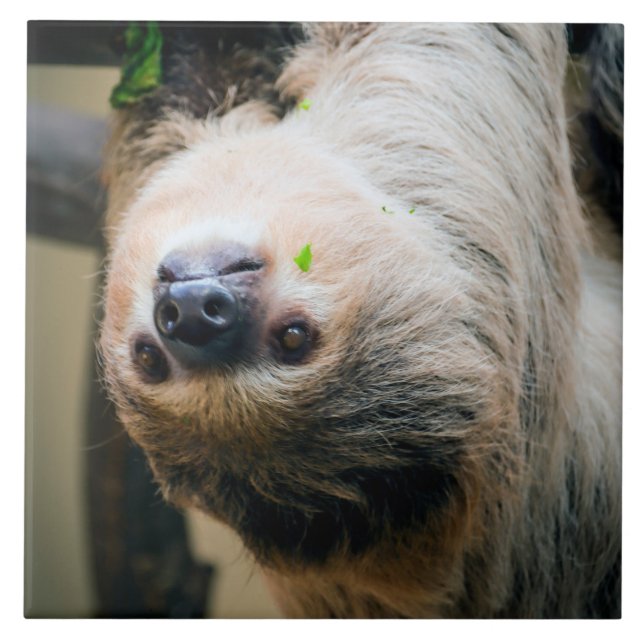 Sloth 001 ceramic tile (Front)
