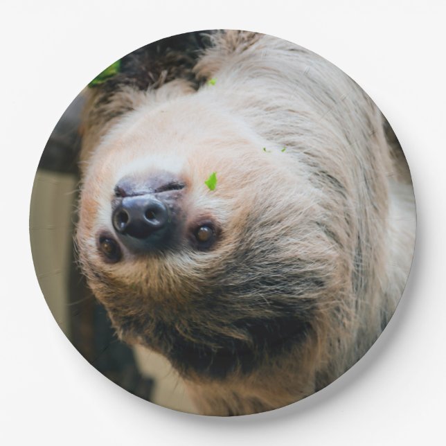 Sloth 001 paper plate (Front)
