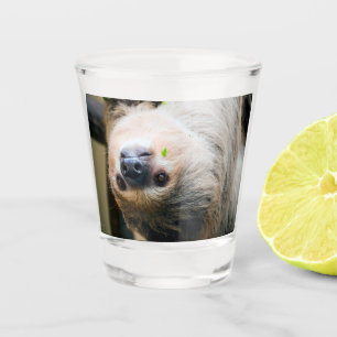 Sloth 001 shot glass