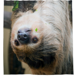 Sloth 001 shower curtain