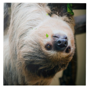 Sloth 005 ceramic tile