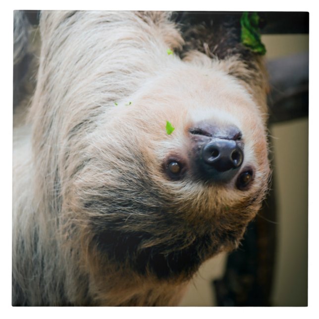 Sloth 005 ceramic tile (Front)