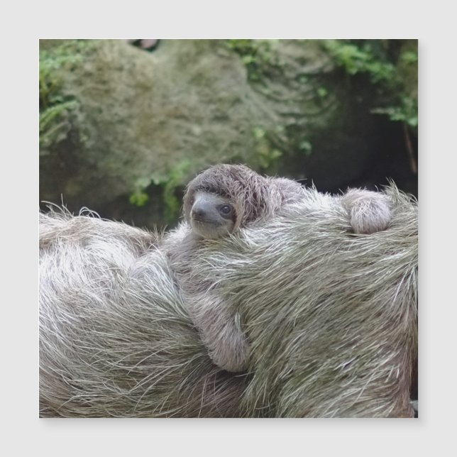 Sloth_20171104_by_JAMFoto (Front)