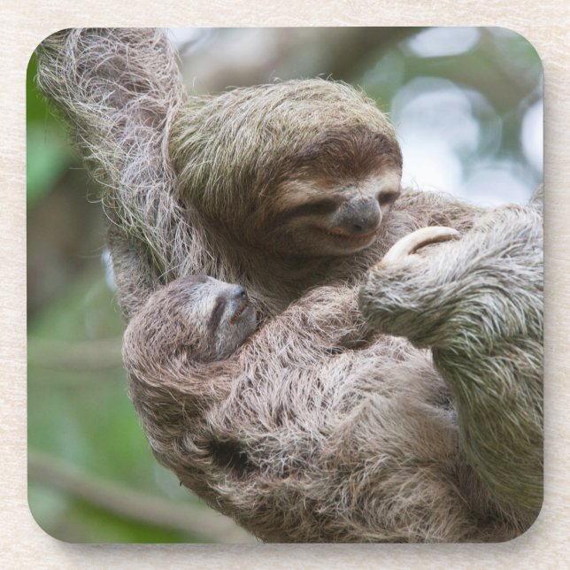 Sloth Baby with Mother Hanging from a Tree Coaster (Front)