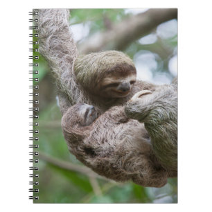 Sloth Baby with Mother Hanging from a Tree Notebook