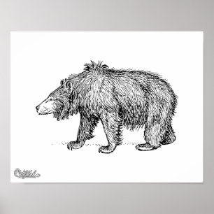 Sloth Bear Poster