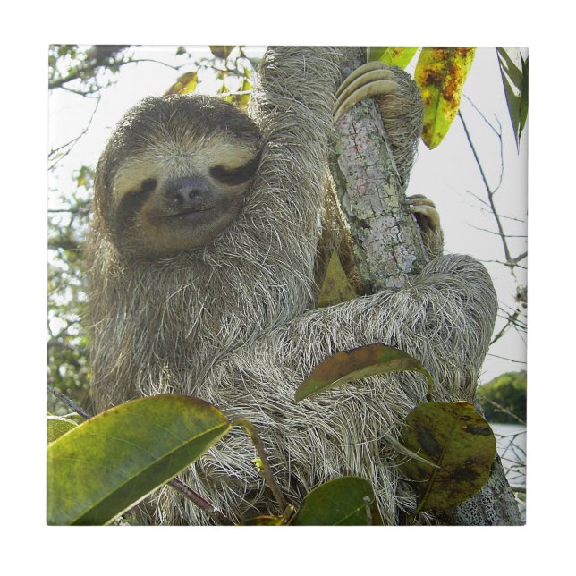 Sloth Ceramic Tile (Front)