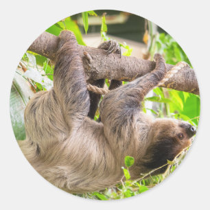 Sloth Classic Round Sticker