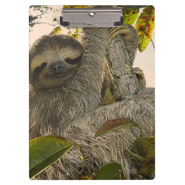 sloth clipboard (Front)