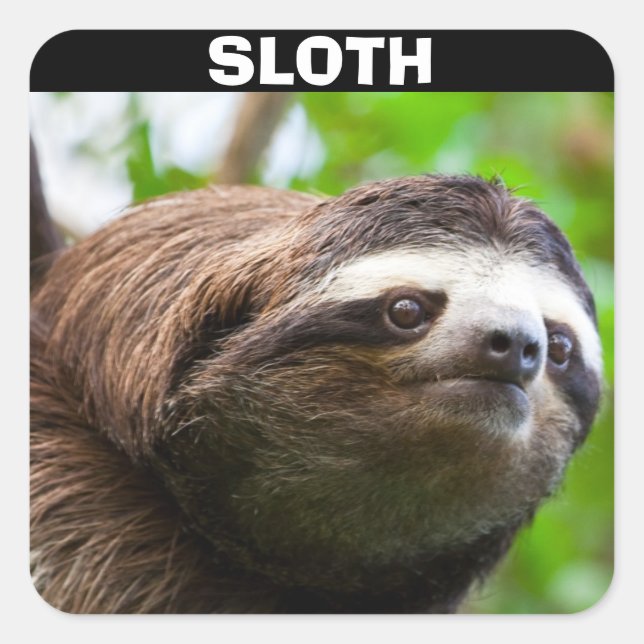 Sloth Face Square Sticker (Front)